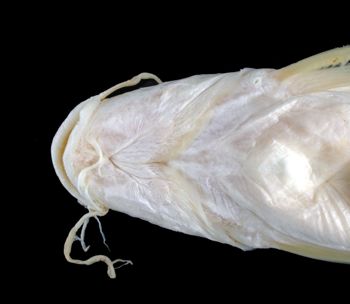 Media type: image; Ichthyology 35911